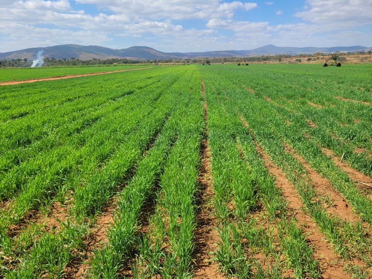 Seed variety trial plots running toward distant hills