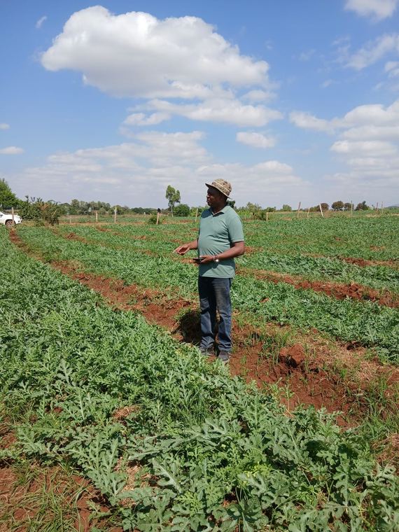 Inspecting a watermelon crop under irrigation