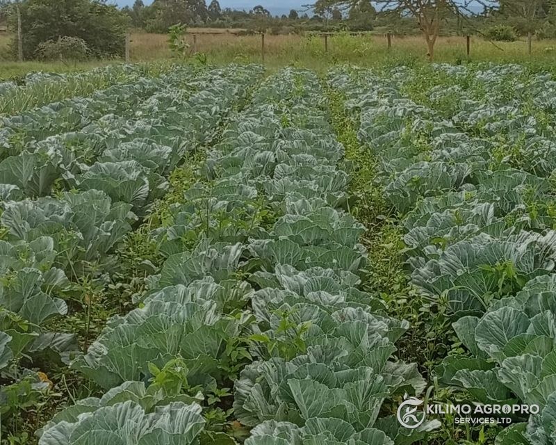 A cabbage block under management, with hills behind