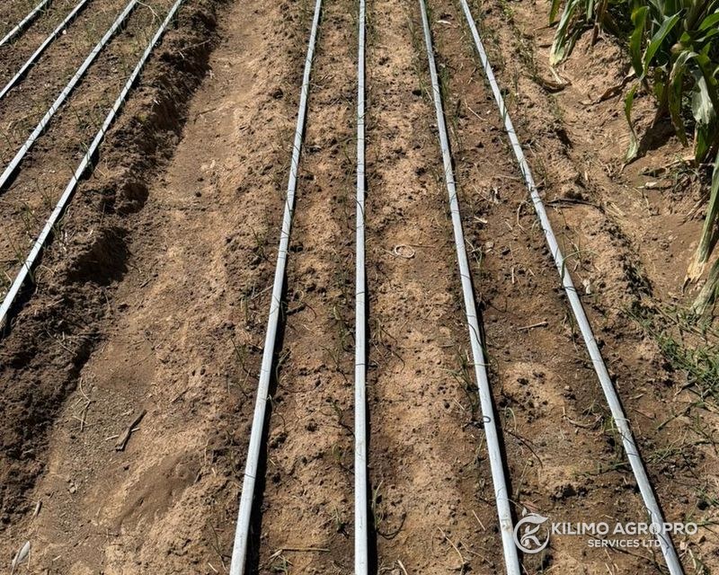 Drip lines running between rows of a young maize crop