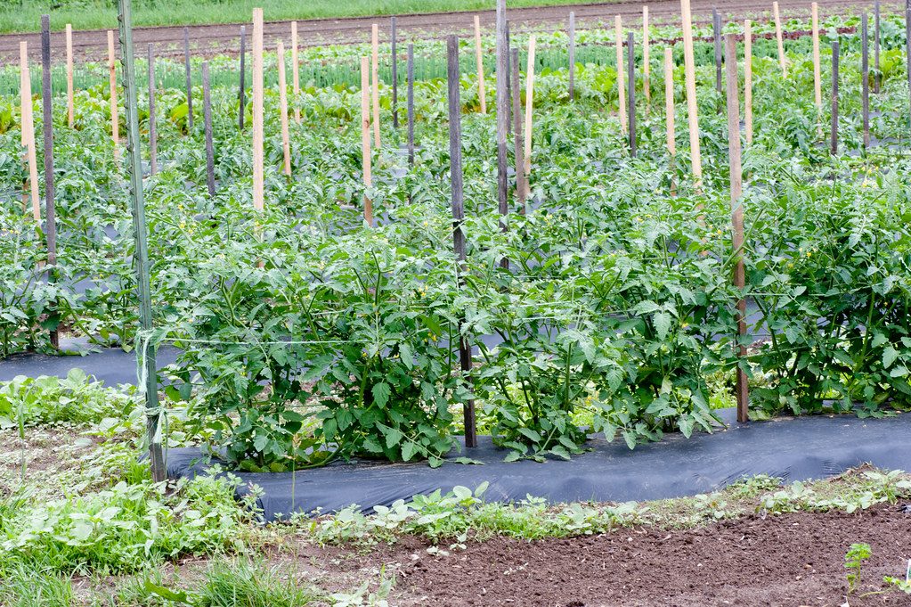 Choice Farm, Kitengela, Kenya
