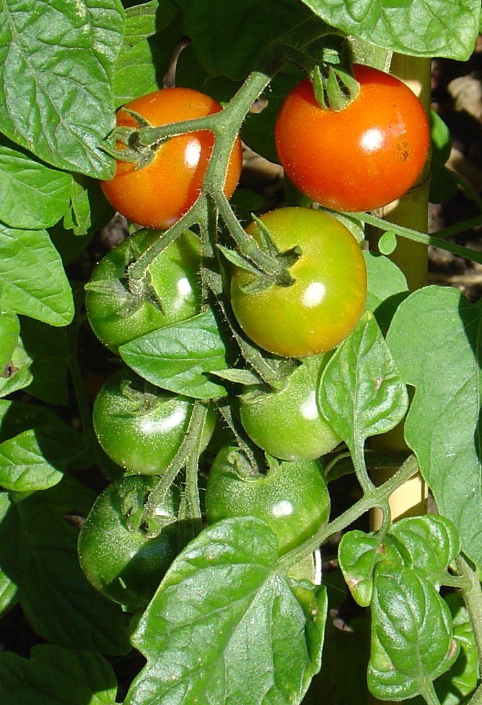 Afghanistan, Farm name to be confirmed